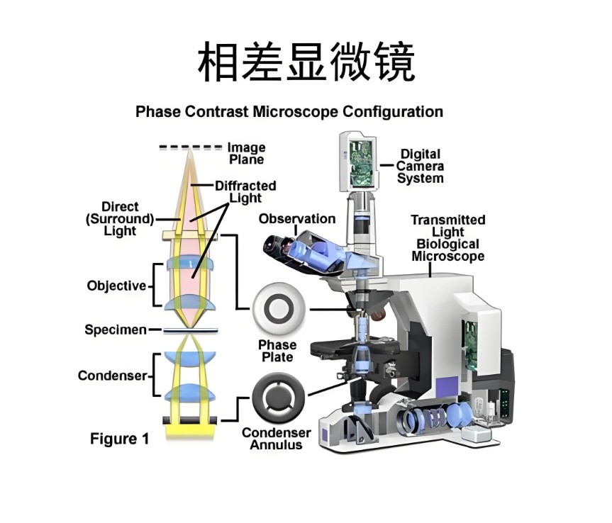 相差顯微鏡的結構